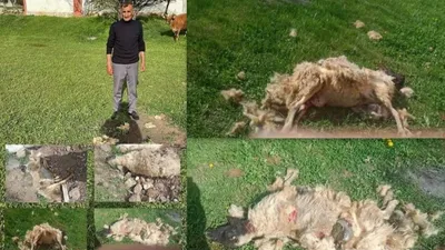 Başıboş köpek çetesi dehşet saçtı