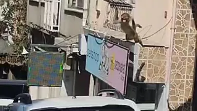 Momo yine ortalığı karıştırdı