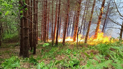 Kastamonu'da orman yangını