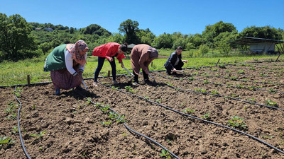 Osmanlı yadigarı hasat edilmeden tarlada kilosu 400 TL'den satıldı