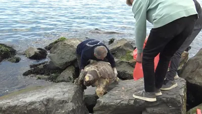 Marmara Denizi'nde çok nadir görülüyordu... Ölü olarak bulundu