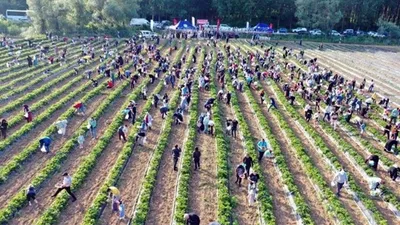 Geliri kız öğrencilere gidecek 500 kilogram çilek tarladan çalındı