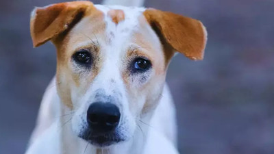 Sokak hayvanları için iki günde 100 bin imza