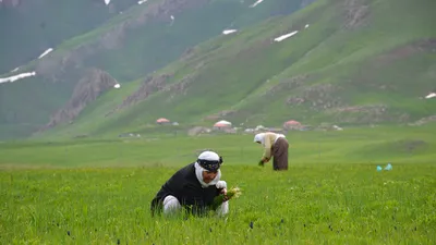 Terörden temizlenen bölgede kendi kendi yetişiyor, kilosu 100 TL'den satılıyor