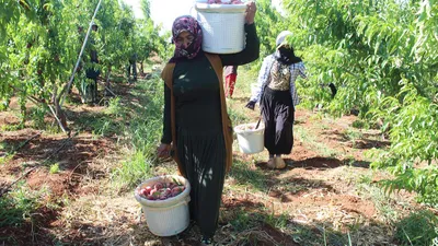 Afrika sıcağı altında zorlu hasat başladı: Tarlada 8 TL'den satılıyor