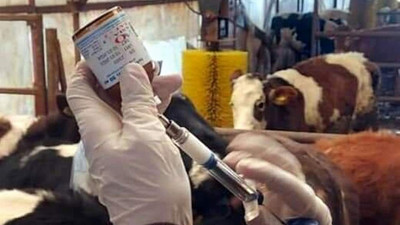 Kurbanlıklarda ''şap'' tespit edildi, bir ilçede kurban satışı yasaklandı