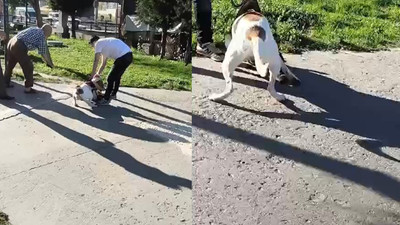 Pitbull dehşeti saniye saniye kamerada