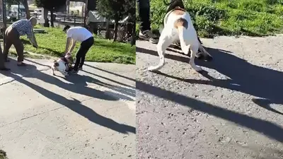 Pitbull dehşeti saniye saniye kamerada