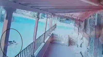 Dehşet anları kamerada: Yol kenarında yatan köpeği kamyonetle ezdi