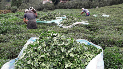 Ordu'da fındıkta işçi yevmiyesi ve diğer ücretler açıklandı