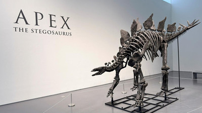 En pahalı dinozor fosili 1,5 milyar TL'ye satıldı