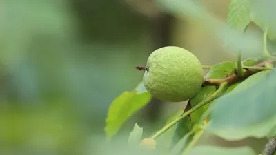 O Türkiye'nin en lezzetlisi de artık kiloyla değil, taneyle satılıyor