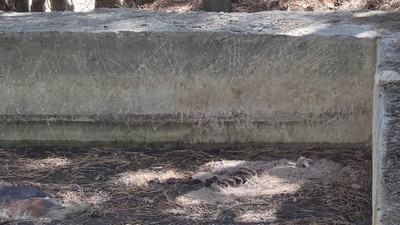 Bir köpek katliamı daha: 13 köpeği canlı canlı sulama havuzuna attılar