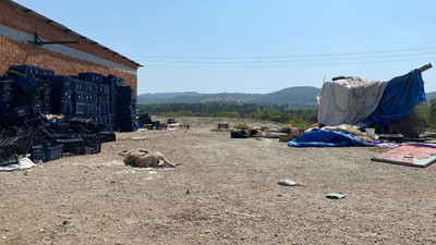 Çanakkale'de vahşet: 2 köpek silahla katledildi