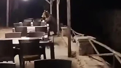 Yer: Ankara... Restorana giren ayı masayı silip süpürdü