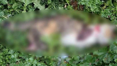 Bunu yapan insan olamaz: Bacakları kesilmiş halde ölü bulundu
