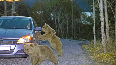 Burası Yellowstone değil, Türkiye... Aç ayılar araçlara saldırdı