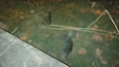 İstanbul'da çok sayıda yavru kedi ölü bulundu