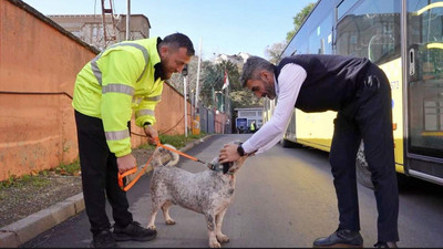 İETT'nin patili dostlar ailesi büyüyor