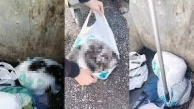 Yine bir ''can'' kıyımı: İstanbul'da çöpteki poşette 11 yavru bulundu