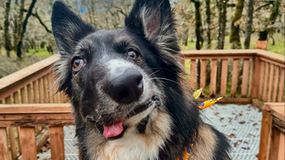 Picasso tablosu değil gerçek: Bu köpek sosyal medyada gündem oldu