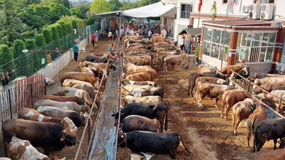 Kesimhanelere kamera zorunluluğu geliyor