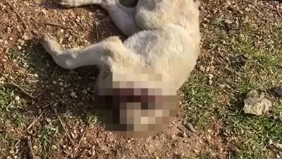 Bunun adı vahşet: 3 yavru köpek başları kesilerek öldürüldü