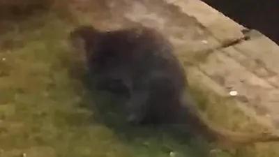 Porsuk Çayı'nın küçük misafiri görenleri tedirgin etti