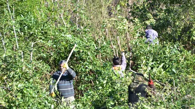 Antalya'da ''doğal'' hasat başladı: Kendi kendine yetişiyor, tüm dünyaya ihraç ediliyor