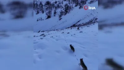 Munzur Vadisi'nin vahşi yırtıcıları dron ile görüntülendi