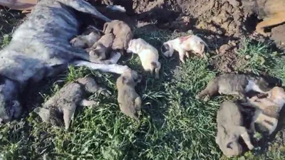 Belediyenin hayvan barınağında kan donduran katliam!