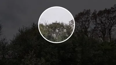 Çanakkale'de 8 metrelik dev yılan paniği kamerada!