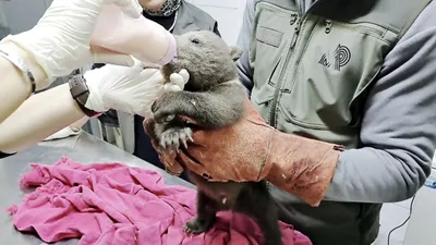 Karabük'te ormanda buldular, adını Bulut koydular