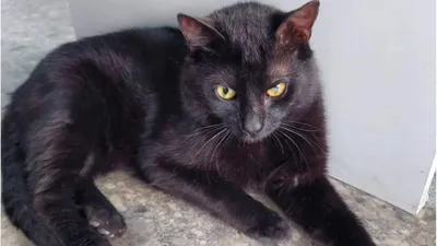 Türkiye ile Rusya arasında ''Burak'' kedi krizi!