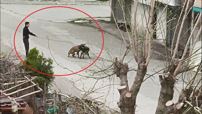Fotoğraftaki gerçek hayvan tüyleri diken diken etti!