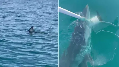 Jaws sahnesi değil, Antalya'da yaşandı: Köpek balığı tekneye saldırdı