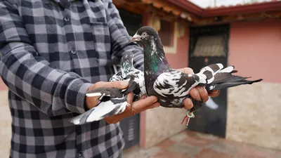 42 yıllık hobisi sayesinde işini bırakıp kendi işinin patronu oldu!