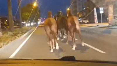 Çiftlikten kaçan yarış atları otoyolu birbirine kattı