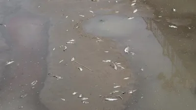 Yeşilırmak'ın adı ölüm ırmağı oldu... Balık ölümleri tedirgin ediyor!