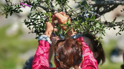 Bodrum'da Kültür ve Doğa Yürüyüşüyle Birlikte Hıdırellez Kutlandı