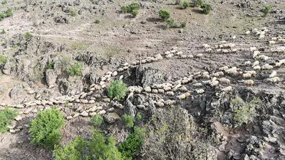 Türkiye'nin her yıl tekrarlanan büyüleyici ''Şafaklılar'' yolculuğu başladı...
