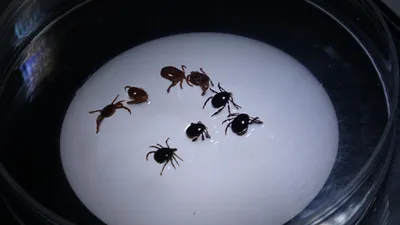Yaz yaklaşırken kabus geri döndü: Sivas'ta 1 kişi hayatını kaybetti