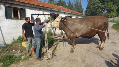 Fiyatı 2. el otomobillerle yarışan dev boğayı gören inanamadı