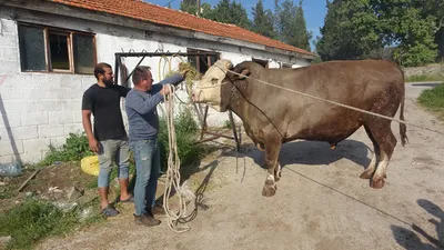 Fiyatı 2. el otomobillerle yarışan dev boğayı gören inanamadı