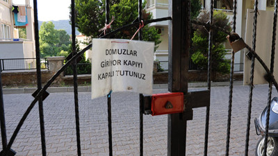 Evlerine ev yapılınca şehrin ortasında kalan domuzlar mezarlara saldırdı