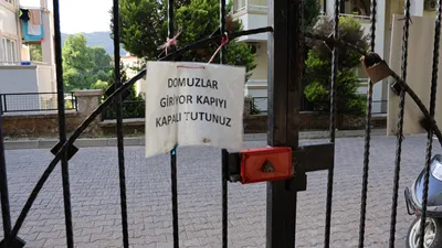 Evlerine ev yapılınca şehrin ortasında kalan domuzlar mezarlara saldırdı