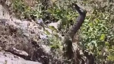 Görüntüler Türkiye'den... Kamerayla görüntülediği yılanın saldırısıya uğradı!
