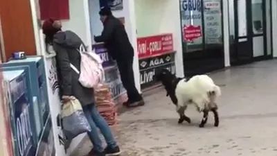İnsanlardan aradığı ilgiyi göremeyen inatçı keçi kasadaki paraları alıp kaçtı