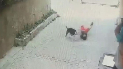 Yine Pitbull yine dehşet! Küçük çocuğa saldırdı