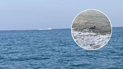 Mersin kıyılarında köpek balığı paniği! Gerçek ortaya çıktı